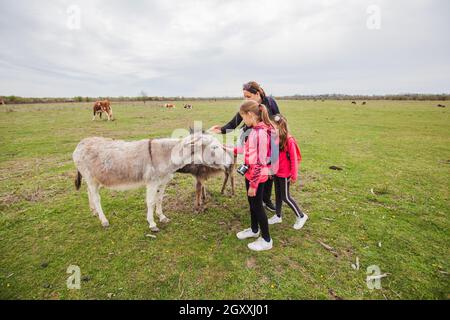 Asini pascolo al pascolo nella riserva naturale, famiglia relax in natura con animali domestici, paesaggio primaverile. Foto Stock