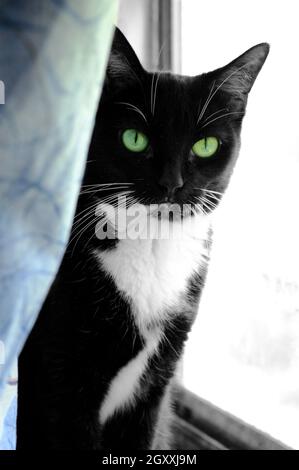 Un gatto bianco e nero con gli occhi colorati di giada verde vibrante guarda lo spettatore da seduto nella davanzale della finestra dietro i drappi. Foto Stock