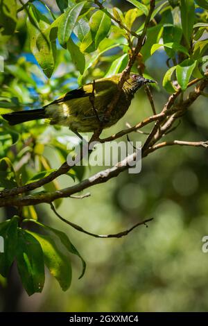 Bellbird neozelandese (Anthornis melanura), noto anche con i suoi nomi Maori korimako e makomako. Formato verticale. Foto Stock