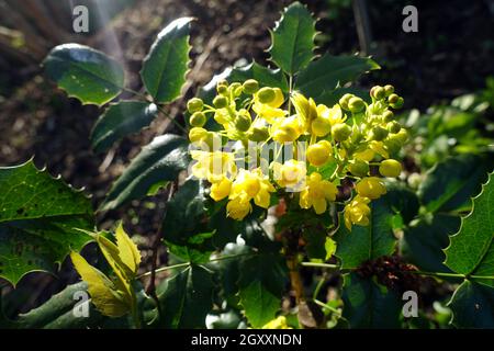 gelbe Blüten einer Gewöhnlichen Mahonie oder Stechdornblättrige Mahonie (Berberis aquifolium), Weilerswist, Nordrhein-Westfalen, Deutschland Foto Stock