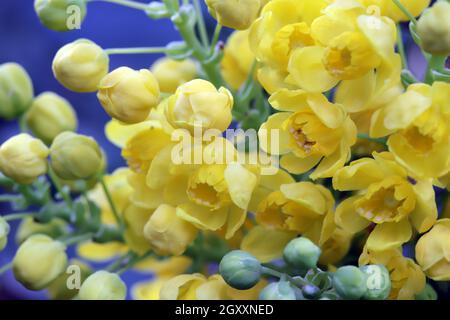 gelbe Blüten einer Gewöhnlichen Mahonie oder Stechdornblättrige Mahonie (Berberis aquifolium), Weilerswist, Nordrhein-Westfalen, Deutschland Foto Stock