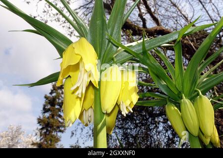 gelbe Kaiserkrone (Fritillaria imperialis Lutea Maxima) Foto Stock