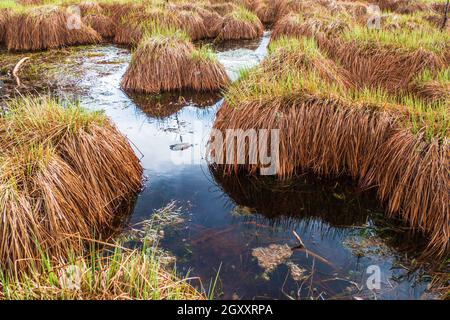 Soffice e bella erba torba Bog a Blue Swamp Lake Water. Foto Stock