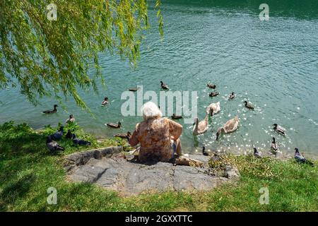 Vecchia donna che alimenta cigni e anatre uccelli a Maribor . Foto Stock