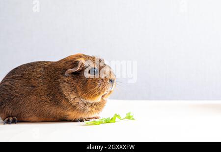 Bella porcellino d'India fissando a macchina fotografica e in posa. Porcellino d'India domestico Foto Stock