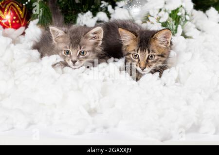 Due piccoli gattini grigi si nascondono nella neve vicino all'albero di Natale, un biglietto per le vacanze per Complimenti. Foto Stock