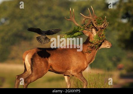 Londra, Regno Unito. 6 ottobre 2021. UK Meteo: Cervi rossi radunati nella luce del mattino prima della stagione di rutting a Richmond Park, sede di oltre 600 cervi liberi in roaming. Credit: Guy Corbishley/Alamy Live News Foto Stock