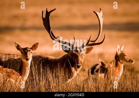 Londra, Regno Unito. 6 ottobre 2021. UK Meteo: Cervi rossi radunati nella luce del mattino prima della stagione di rutting a Richmond Park, sede di oltre 600 cervi liberi in roaming. Credit: Guy Corbishley/Alamy Live News Foto Stock