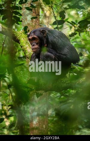 Chimpanzee comune - Trogloditi Pan, grande scimmia popolare da foreste africane e boschi, Kibale foresta, Uganda. Foto Stock
