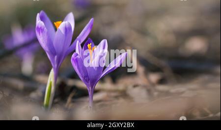 Iris giallo e viola selvatico Crocus heuffelianus fiore scolorito che cresce all'ombra, erba secca e foglie intorno. Foto Stock