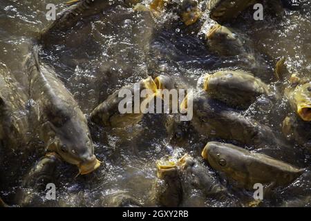 Particolare di pesce in uno stagno naturale in natura, fauna e vita Foto Stock