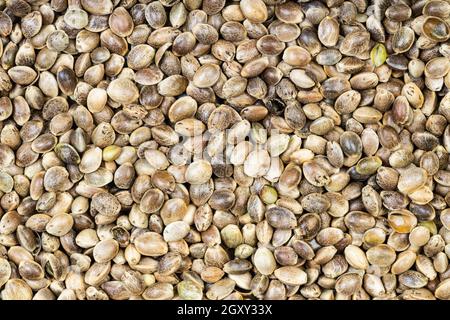 cibo di fondo - molti semi di canapa non pelati Foto Stock