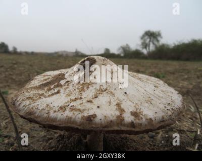 bel fungo oversize con un buon aspetto solitario in campagna Foto Stock