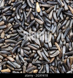 Fondo alimentare quadrato - semi di niger a grani interi (Guizotia Abyssinica) primo piano Foto Stock