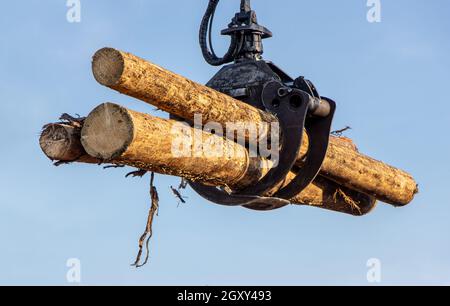 Una gru con ganasce carica tronchi di albero, sul dorso blu. Foto Stock