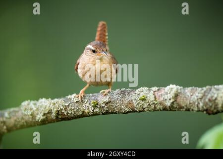 Carino wren eurasiatico, trogloditi trogloditi, riposante sul ramo licheno nella foresta. Piccolo songbird osservando l'habitat con la coda in su. Beige creatura sitti Foto Stock