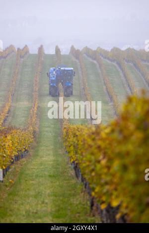 Raccolta di uve con una mietitrebbia, Moravia meridionale, Repubblica Ceca Foto Stock