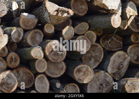 I registri vengono impilati in un heap di fronte alla segheria. Materie prime per l'industria del legno. Foto Stock