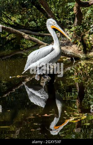 Il pellicano dalmata (Pelecanus crispus) in piedi su un tronco d'albero in acqua con il suo specchio. Foto Stock