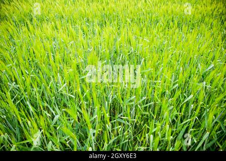 Campo di verde orzo immaturi. Spikelets di orzo. Il campo è l'orzo, il paesaggio rurale Foto Stock