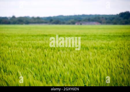 Campo di verde orzo immaturi. Spikelets di orzo. Il campo è l'orzo, il paesaggio rurale Foto Stock