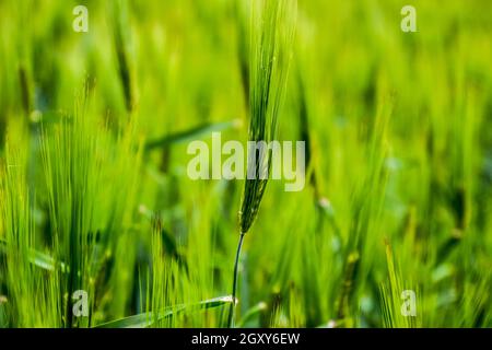 Campo di verde orzo immaturi. Spikelets di orzo. Il campo è l'orzo, il paesaggio rurale Foto Stock