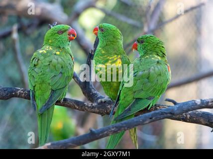 Il gruppo dei lorikeet (Trichoglossus chlorolepidotus) scottati su un ramo. Foto Stock