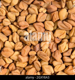 sfondo cibo quadrato - semi fenugreek interi in primo piano Foto Stock