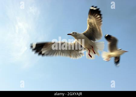 Due Pigeoni e colombi volano nel cielo blu ( immagine a colori ), cielo luminoso, ampie ali aperte, colori brillanti Foto Stock