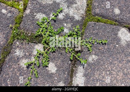 Unscheinbares Kahles Bruchkraut (Herniaria glabra) in den Fugen des Strassenpflasters Foto Stock
