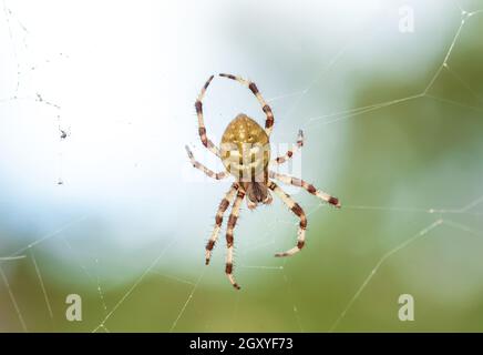 Quattro punti orb-weaver ragno giallo sul web in giardino estivo da vicino. Araneus quadratus arachnid su spiderweb da sfondo sfocato verde Foto Stock