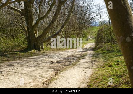 Sentiero gravemente eroso sul terreno di gesso dei South Downs a Cissbury Ring, Worthing, West Sussex, Inghilterra Foto Stock