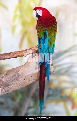 Colpo di pappagallo di macaw blu verde - con alette su sfondo sfocato Foto Stock