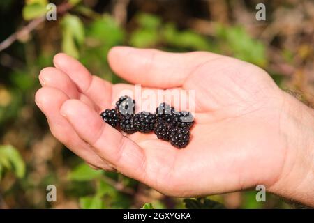 Mano del vecchio uomo con una manciata di more raccolte da un cespuglio di blackberry. Foto Stock