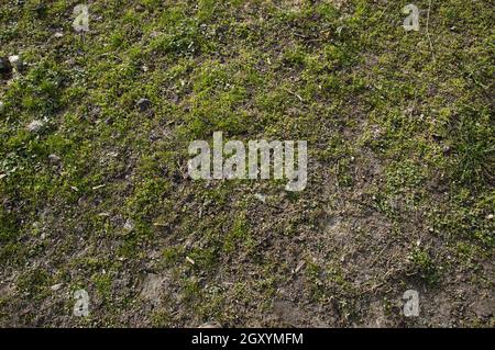 L'erba primaverile si sta rompendo Foto Stock