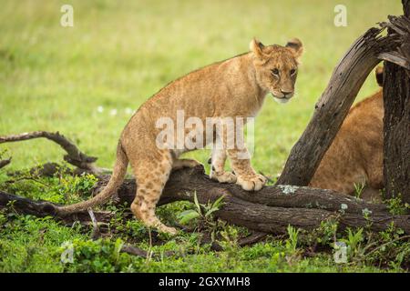 Leone cucciolo sale su log in erba Foto Stock