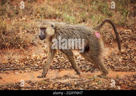 Babbuino giallo (Papio cynocephalus) camminando sulla savana. Parco Nazionale della Sierra Nevada, Spagna Foto Stock