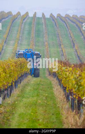 Raccolta di uve con una mietitrebbia, Moravia meridionale, Repubblica Ceca Foto Stock