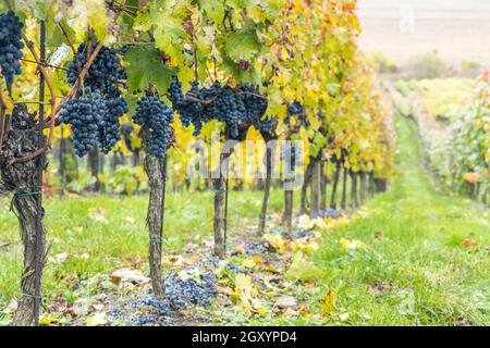 Uve Blu Cabernet Moravia in vigna d'autunno, Moravia meridionale, Repubblica Ceca Foto Stock