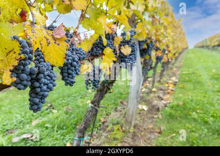 Uve Blu Cabernet Moravia in vigna d'autunno, Moravia meridionale, Repubblica Ceca Foto Stock