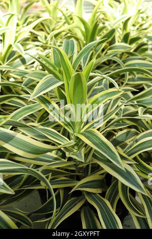 Primo piano delle foglie su più piante di dracaena. Foto Stock