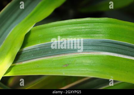 Macro della foglia striata su una pianta di dracaena. Foto Stock