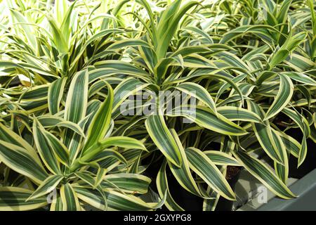 Primo piano delle foglie su più piante di dracaena. Foto Stock