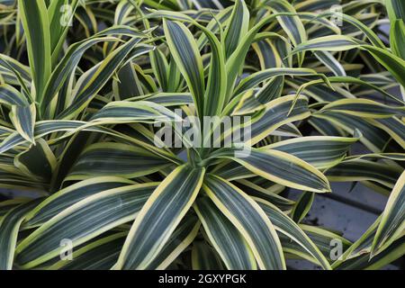 Primo piano delle foglie su più piante di dracaena. Foto Stock