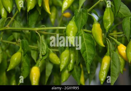 Peperone goccia di limone dal Perù e Sud America Aji Limo Capsicum frutescens L. Foto Stock