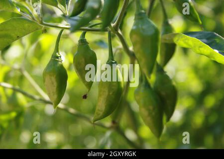 Peperone goccia di limone dal Perù e Sud America Aji Limo Capsicum frutescens L. Foto Stock