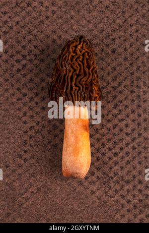 Funghi freschi Verpa bohemica - funghi commestibili e deliziosi. Morello precoce o cappuccio con grinze su sfondo marrone. Foto Stock