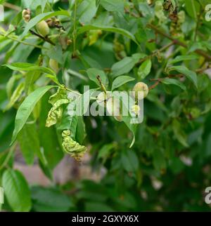 Foglie di pesca verde fungo marsupiale colpito da spore Taphrina deformans, malattia da riccio di pesca Foto Stock