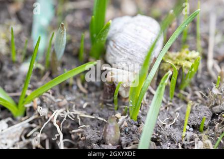Una lumaca romana cerca cibo sul letto con alcune erbacce in giardino Foto Stock