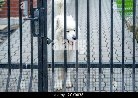 cane dietro la recinzione alla casa di famiglia. Foto Stock